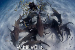 Shark head soup.....
Lemon sharks checking out the bait ... by Mike Ellis 